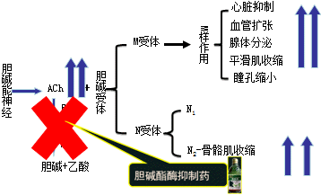 有机磷酸酯类的中毒机制和解救方法