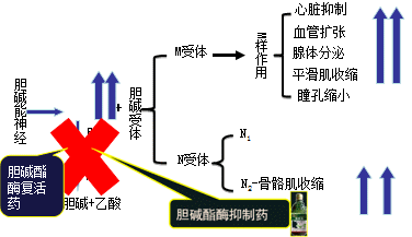 有机磷酸酯类的中毒机制和解救方法