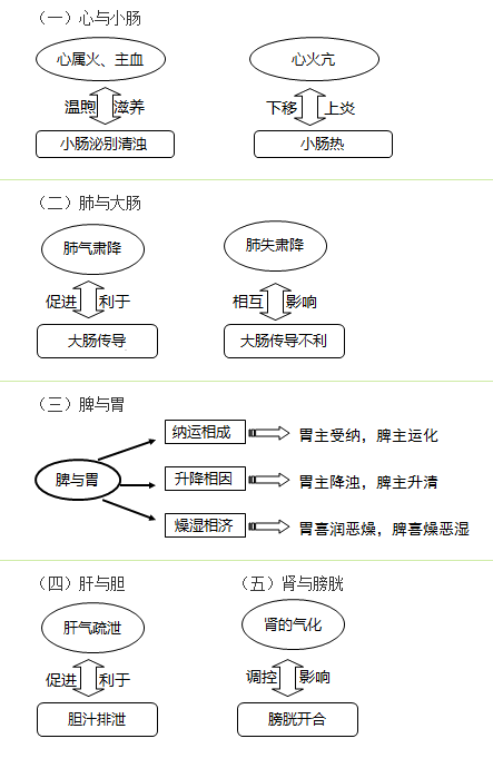 六腑与五脏之间的关系是什么？中西医结合执业助理医师考试考点！