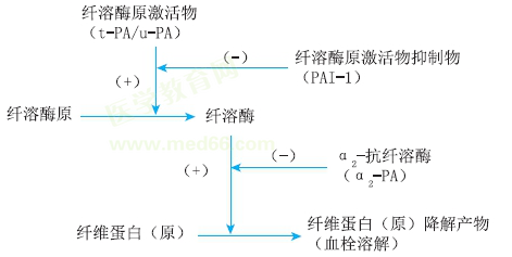 纤溶过程