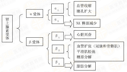 肾上腺素受体激动作用 