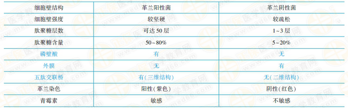 革兰氏阳性菌与阴性菌结构特点