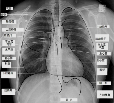 实践技能辅导精华