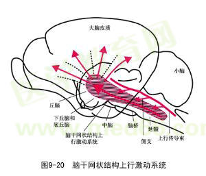 大脑皮质结构