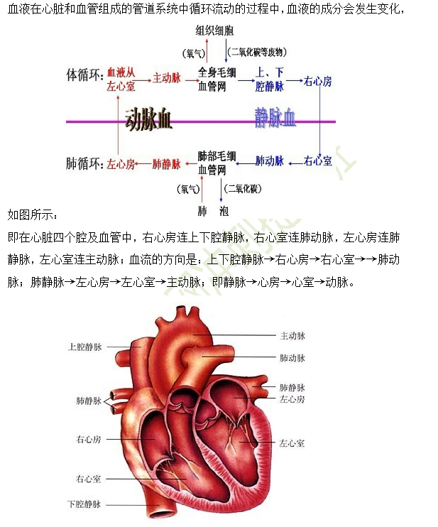 体循环和肺循环示意图