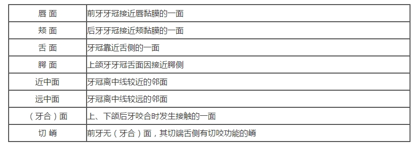 口腔助理《口腔解剖生理学》考点精讲：牙体解剖的应用术语及解剖标志